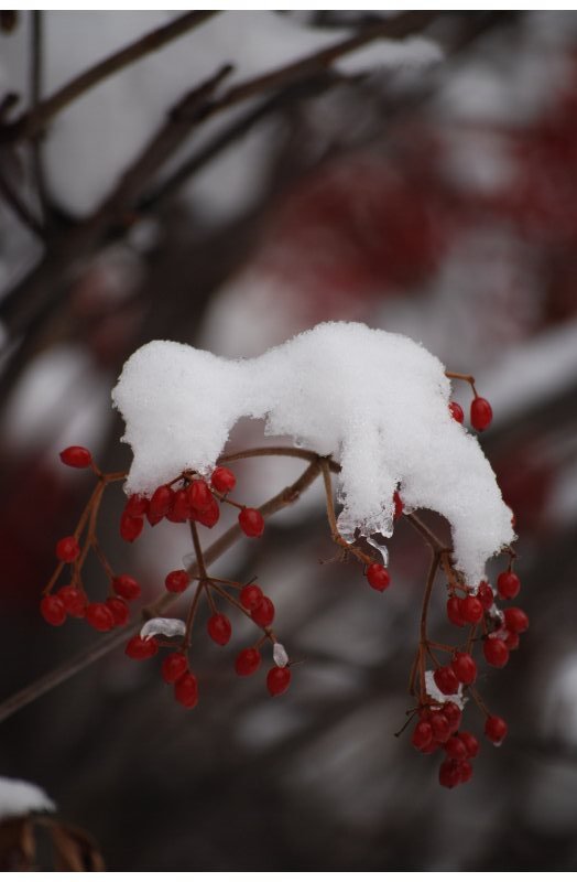 winter white