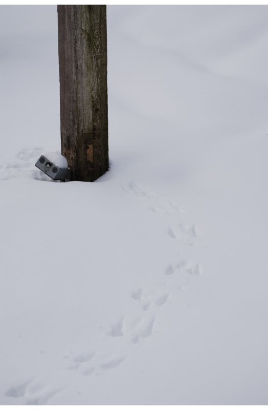 winter white