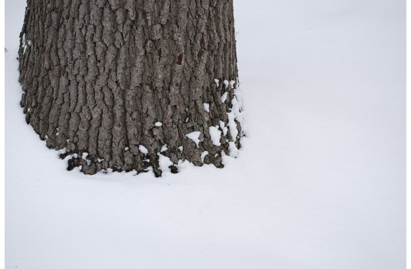 winter white