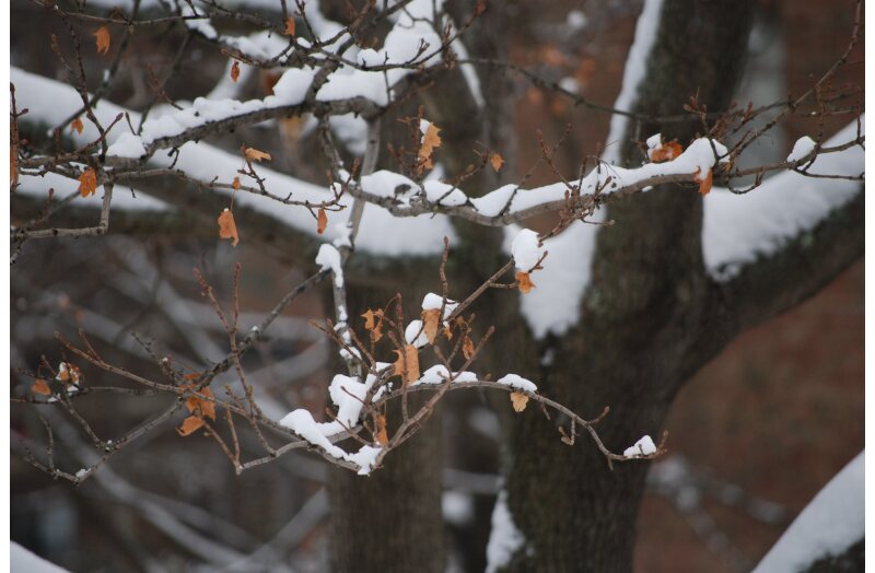 winter white