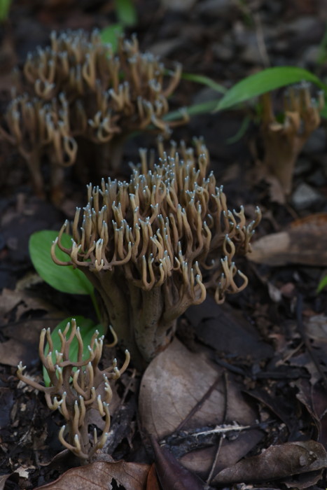 Clavaroid fungus