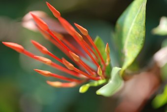 Ixora