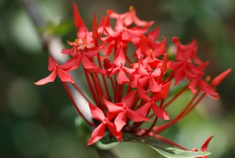 Ixora