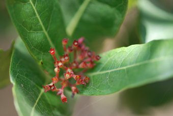 Ixora