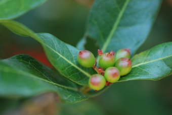 Ixora