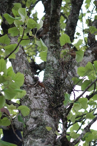 Tree and Luisia Tree and Luisia