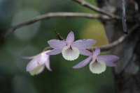 Dendrobium