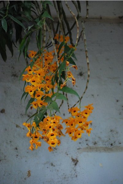 Dendrobium