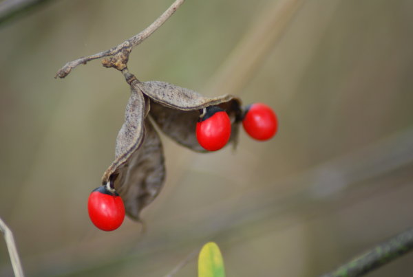 Abrus precatorius