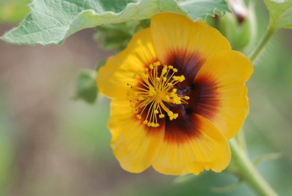 Abutilon hirtum