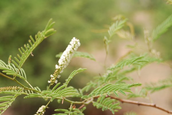 Acacia catechu