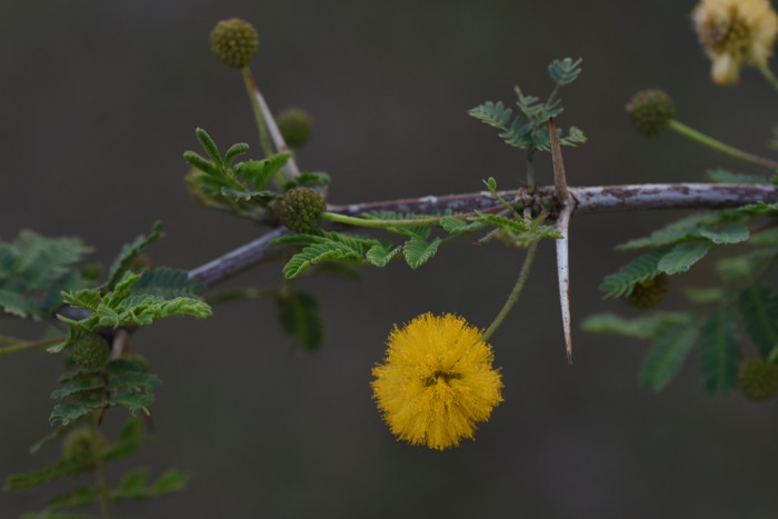 Acacia nilotica