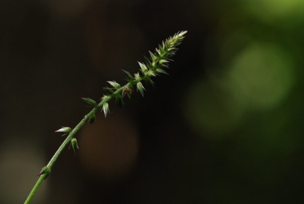 Achyranthes aspera