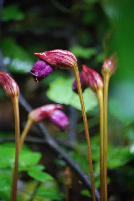 Aeginetia indica