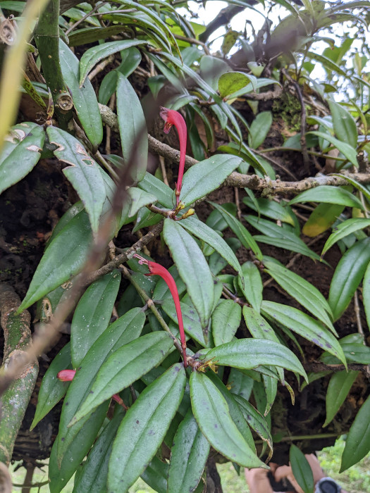 Aeschynanthus perrottetii