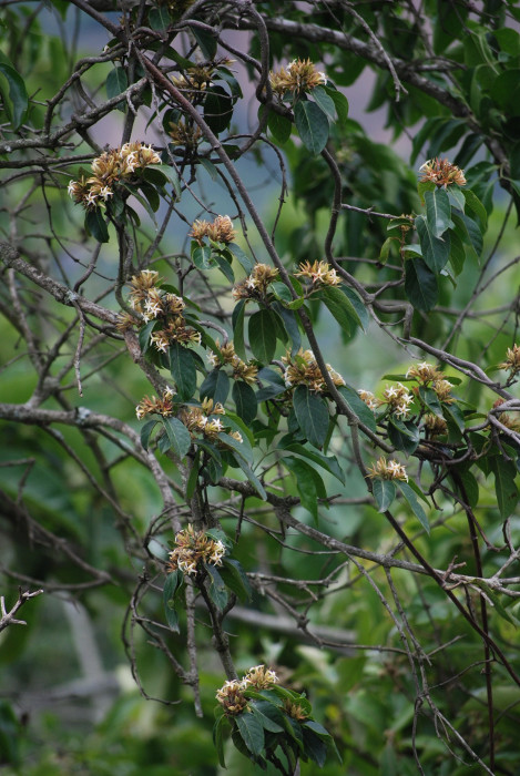 Aganosma cymosa