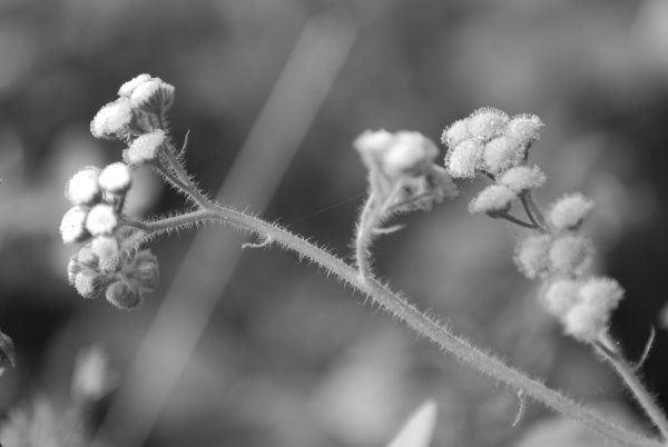 Ageratum houstonianum