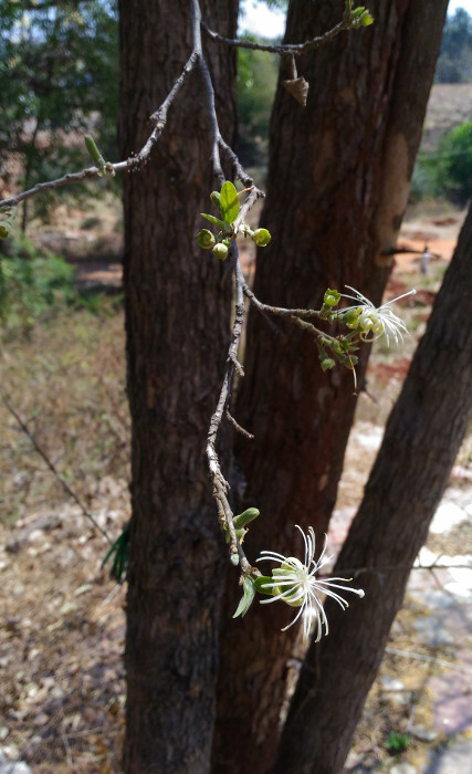 Alangium salviifolium