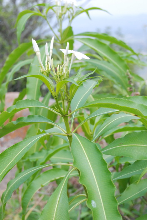 Alstonia venenata