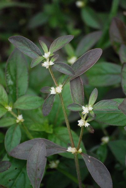 Alternanthera brasiliana