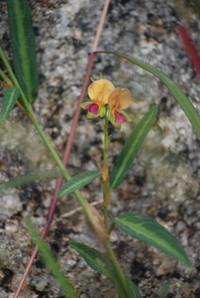 Alysicarpus longifolius