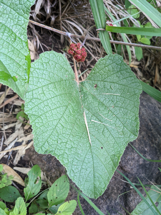 Ampelocissus tomentosa