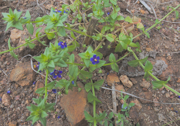 Anagallis arvensis