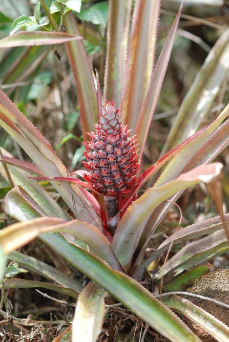 Ananas comosus