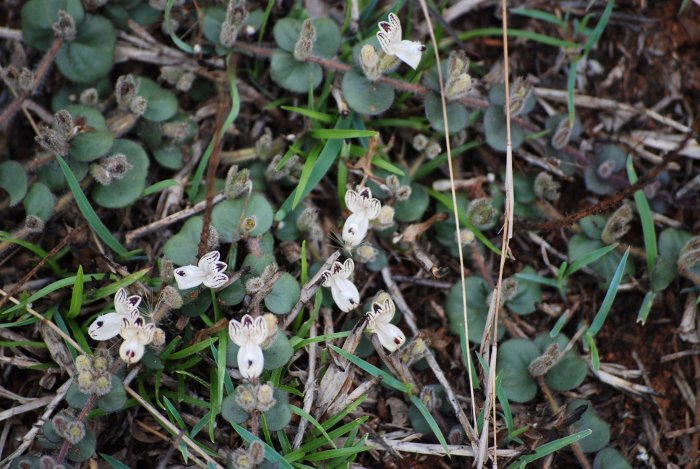 Andrographis serpyllifolia