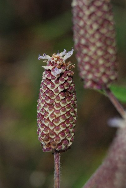 Anisochilus carnosus