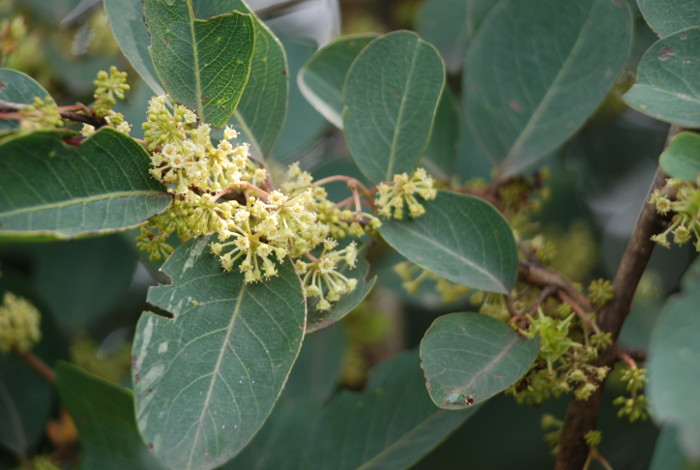 Anogeissus latifolia