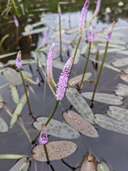 Aponogeton echinatus