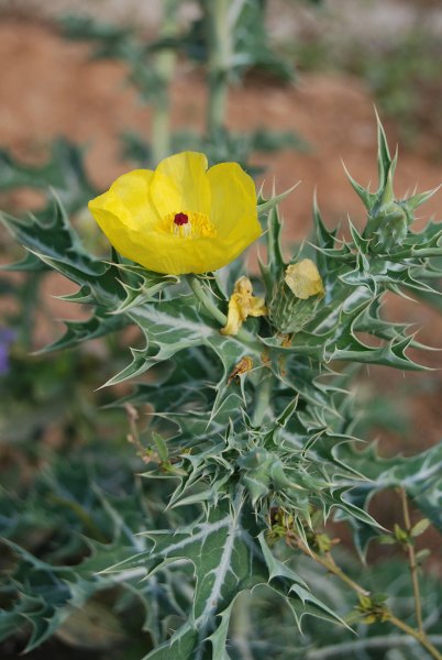 Argemone mexicana