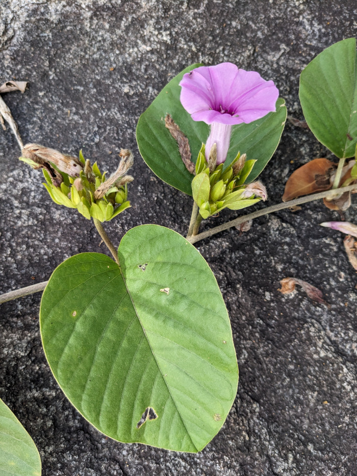 Argyreia involucrata