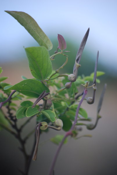 Aristolochia tagala