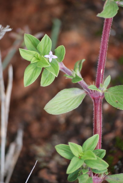 Spermacoce articularis