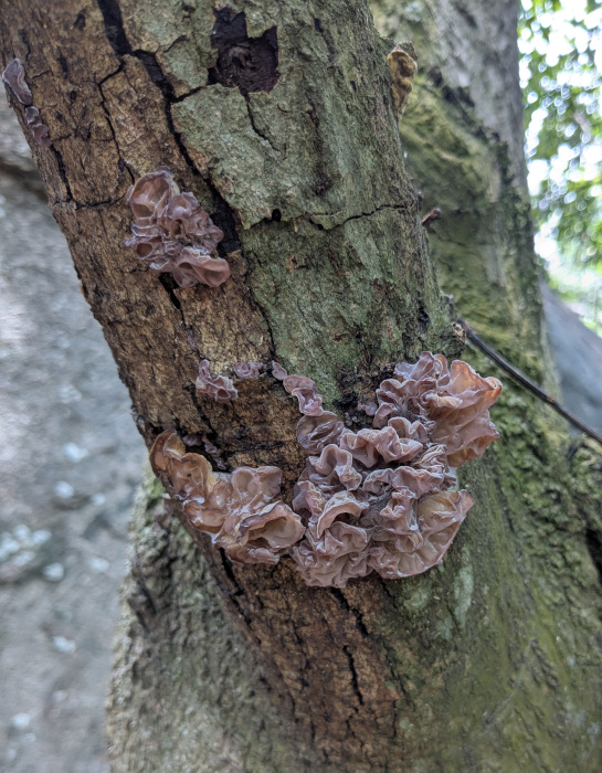 Auricularia