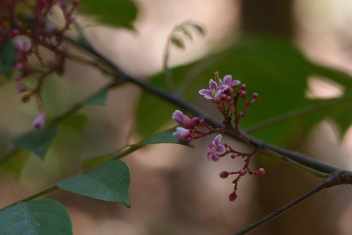 Averrhoa carambola