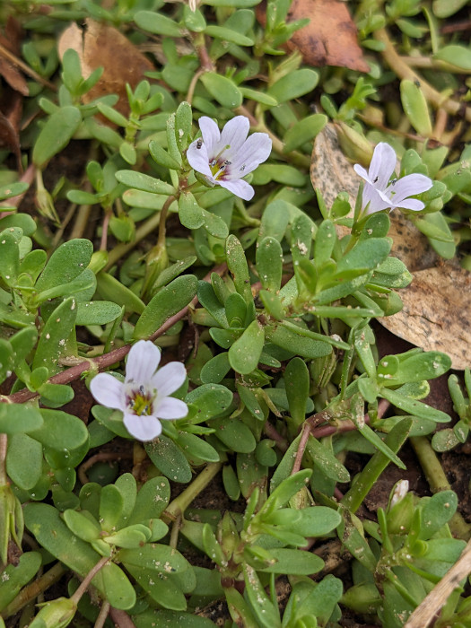 Bacopa monnieri