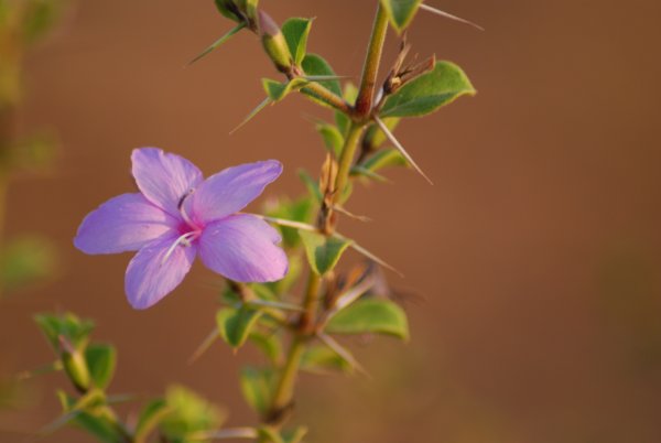 Barleria buxifolia