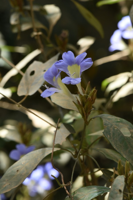 Barleria courtallica