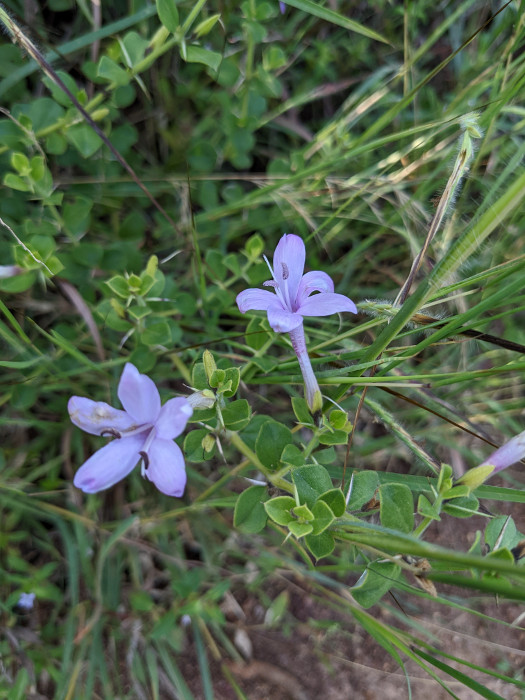 Barleria mysorensis