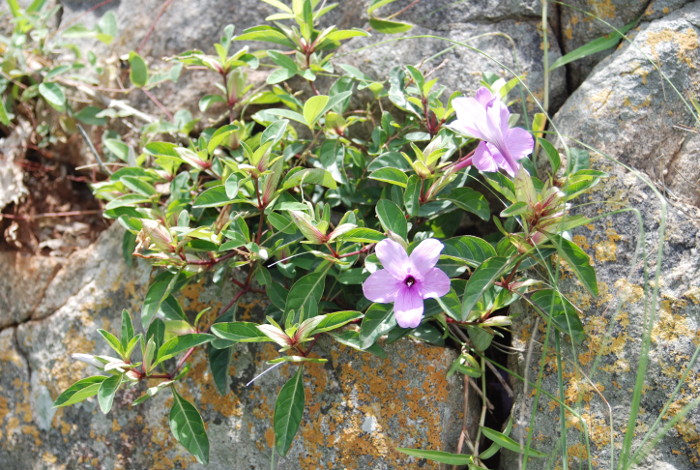 Barleria montana