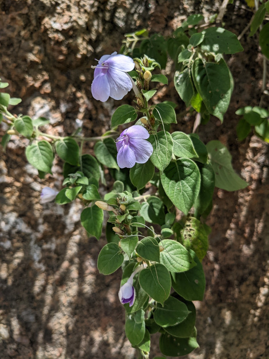 Barleria acuminata