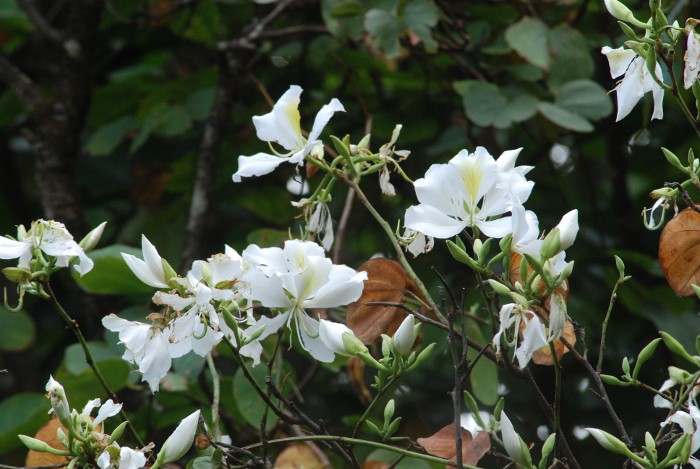 Bauhinia variegata var. candida