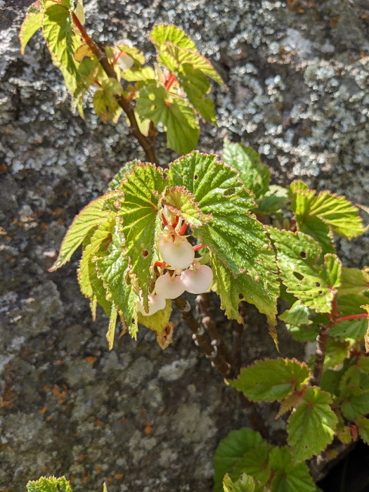 Begonia malabarica