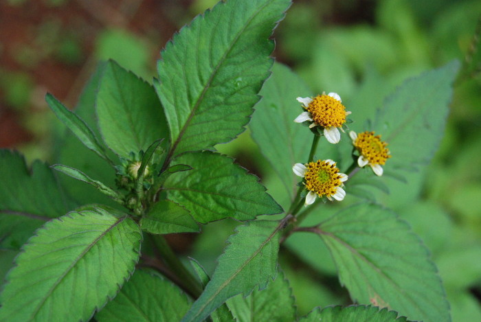 Bidens pilosa