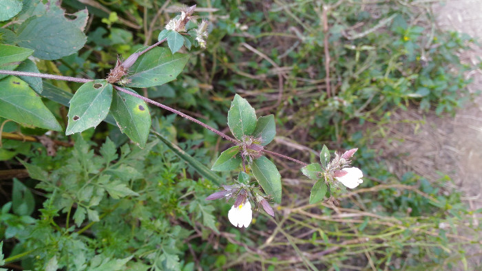 Blepharis maderaspatensis