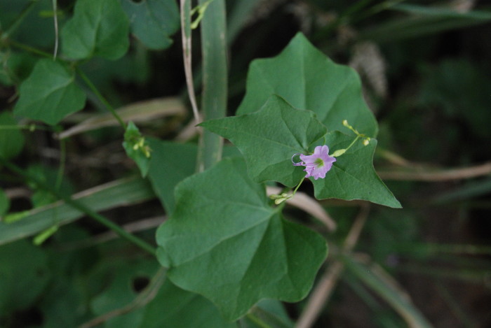 Boerhavia chinensis