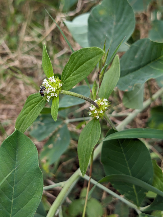 Borreria ocymoides